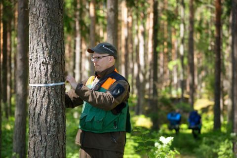 Metsäasiantuntija mittaa puun ympärysmittaa.